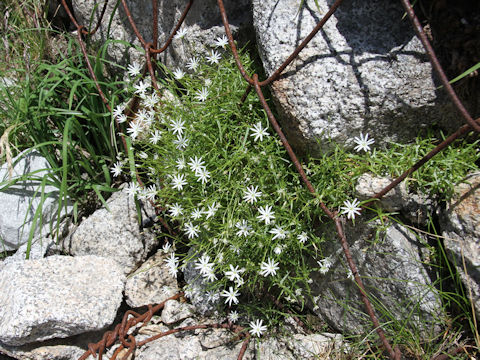 Stellaria nipponica