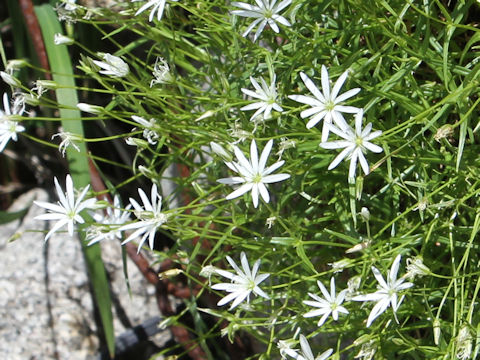 Stellaria nipponica