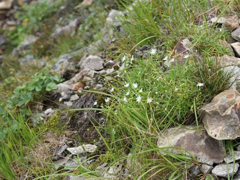 Stellaria nipponica