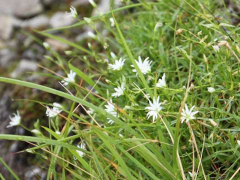 Stellaria nipponica