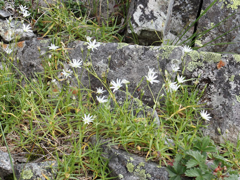 Stellaria nipponica