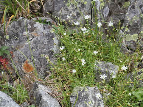 Stellaria nipponica