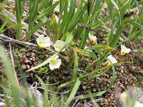 Diapensia lapponica var. obovata