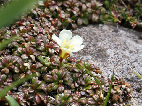 Diapensia lapponica var. obovata