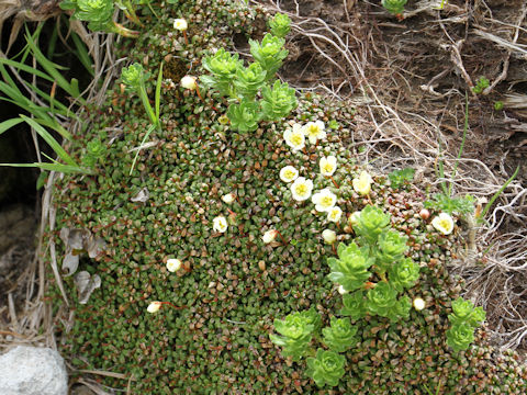 Diapensia lapponica var. obovata