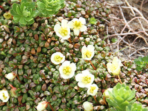 Diapensia lapponica var. obovata