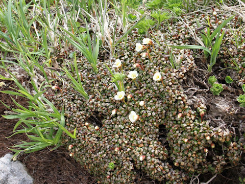 Diapensia lapponica var. obovata