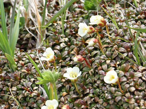 Diapensia lapponica var. obovata