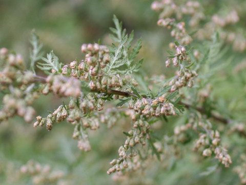Artemisia iwayomogi