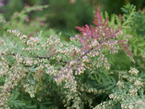 Artemisia iwayomogi