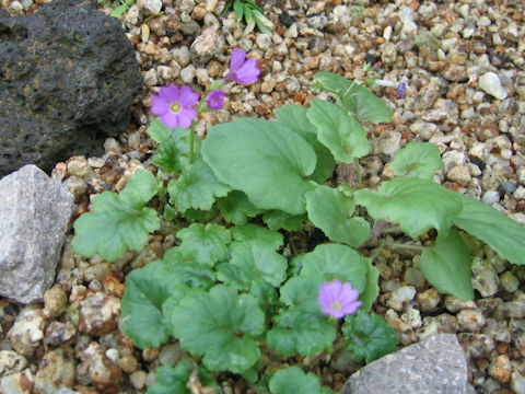 Primula tosaensis