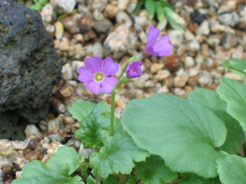 Primula tosaensis