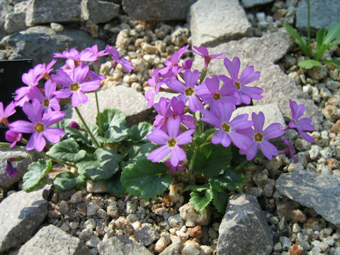 Primula tosaensis