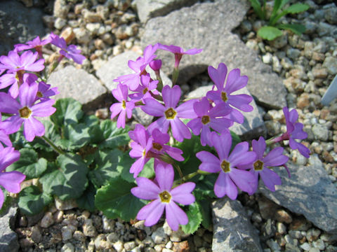 Primula tosaensis