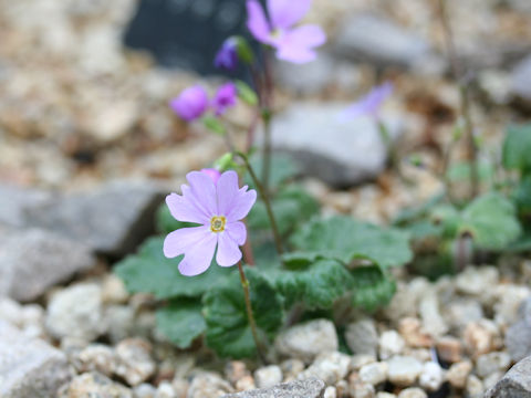 Primula tosaensis