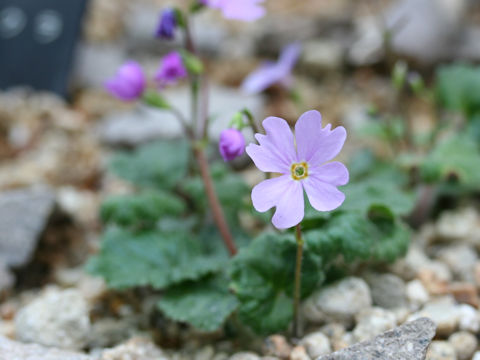 Primula tosaensis