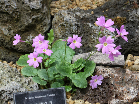 Primula tosaensis