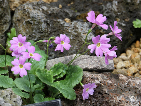 Primula tosaensis