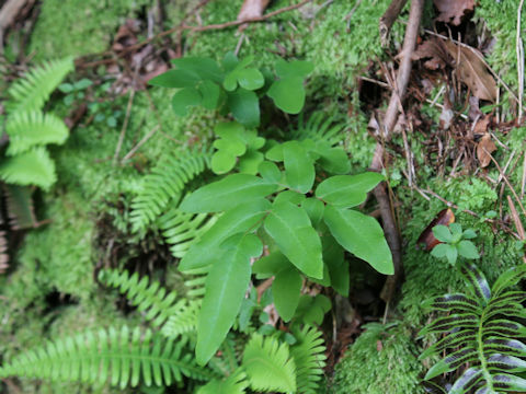 Coniogramme intermedia