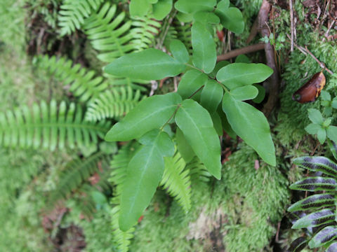 Coniogramme intermedia
