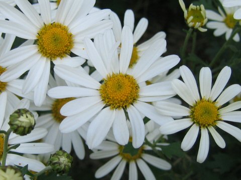 Chrysanthemum zawadskii