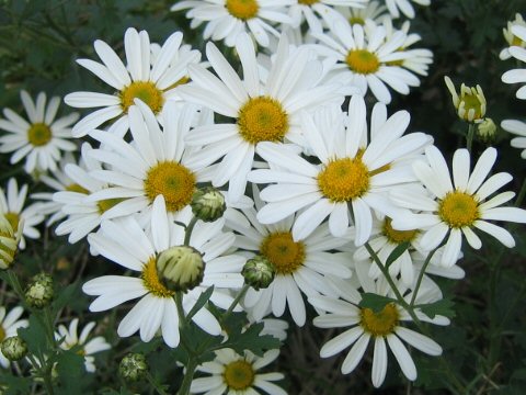 Chrysanthemum zawadskii