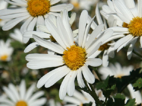 Chrysanthemum zawadskii