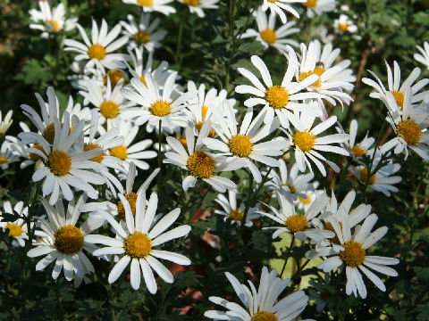 Chrysanthemum zawadskii