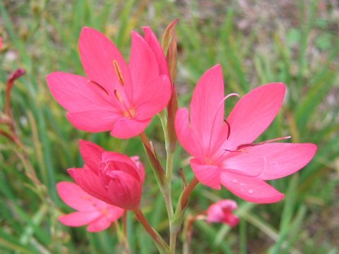 Ixia hybrid