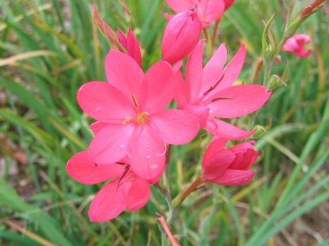 Ixia hybrid