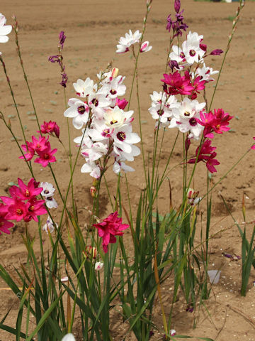 Ixia hybrid