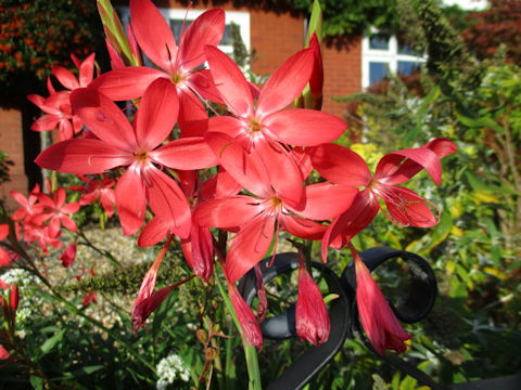 Ixia hybrid