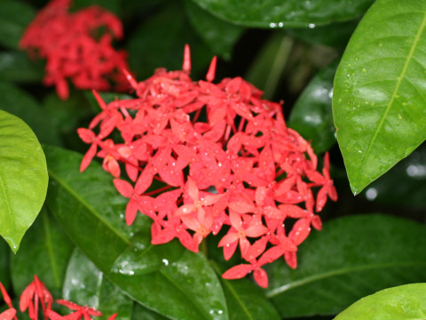 Ixora coccinea