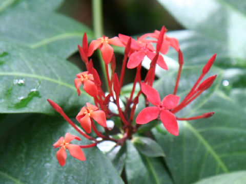 Ixora coccinea