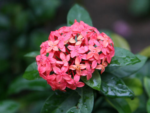 Ixora coccinea