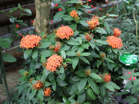 Ixora coccinea