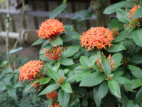 Ixora coccinea