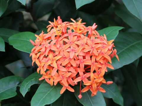 Ixora coccinea