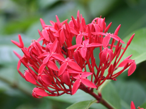 Ixora duffii cv. Super King