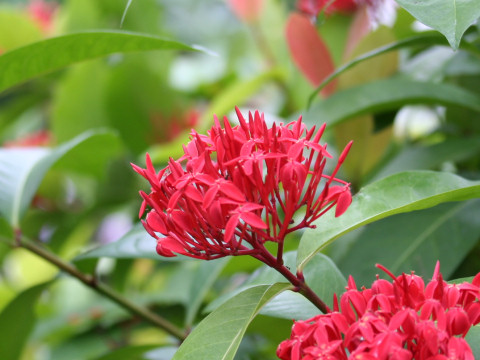 Ixora duffii cv. Super King