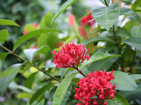 Ixora duffii cv. Super King