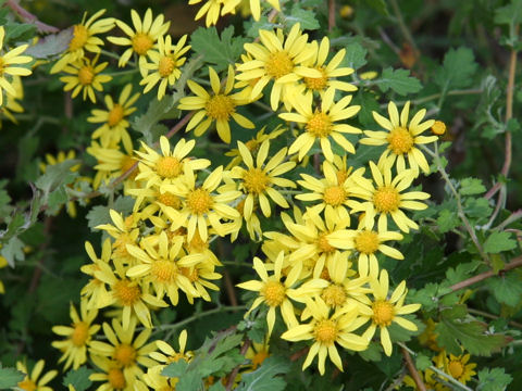 Chrysanthemum indicum var. iyoense