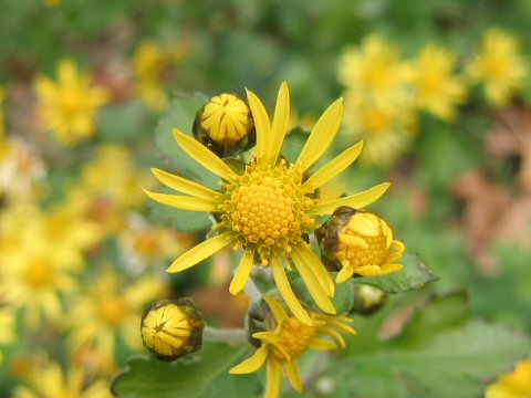 Chrysanthemum indicum var. iyoense