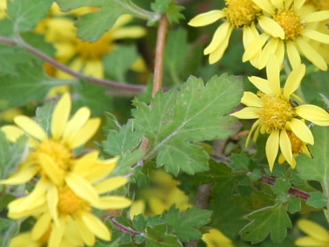 Chrysanthemum indicum var. iyoense