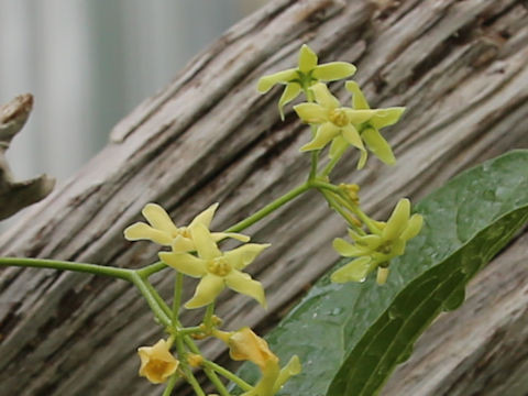 Cynanchum japonicum