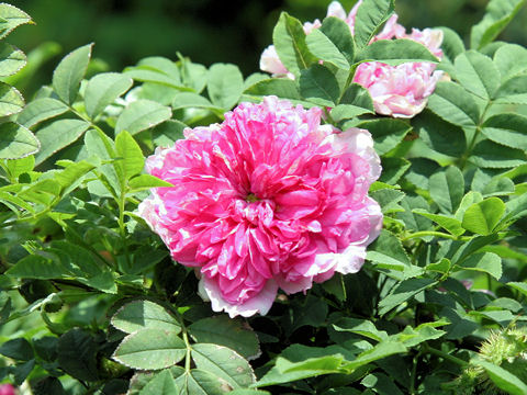 Rosa roxburghii