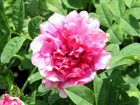 Rosa roxburghii