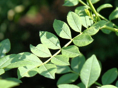 Rosa roxburghii