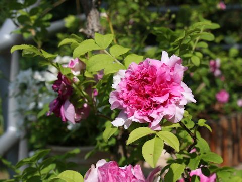 Rosa roxburghii