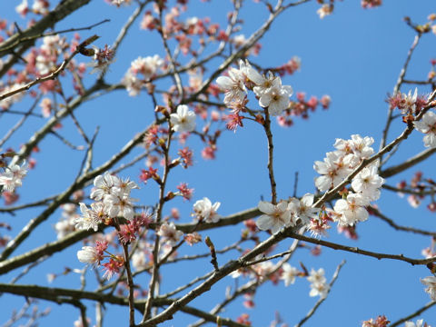 Prunus jamasakura cv. Hiemalis